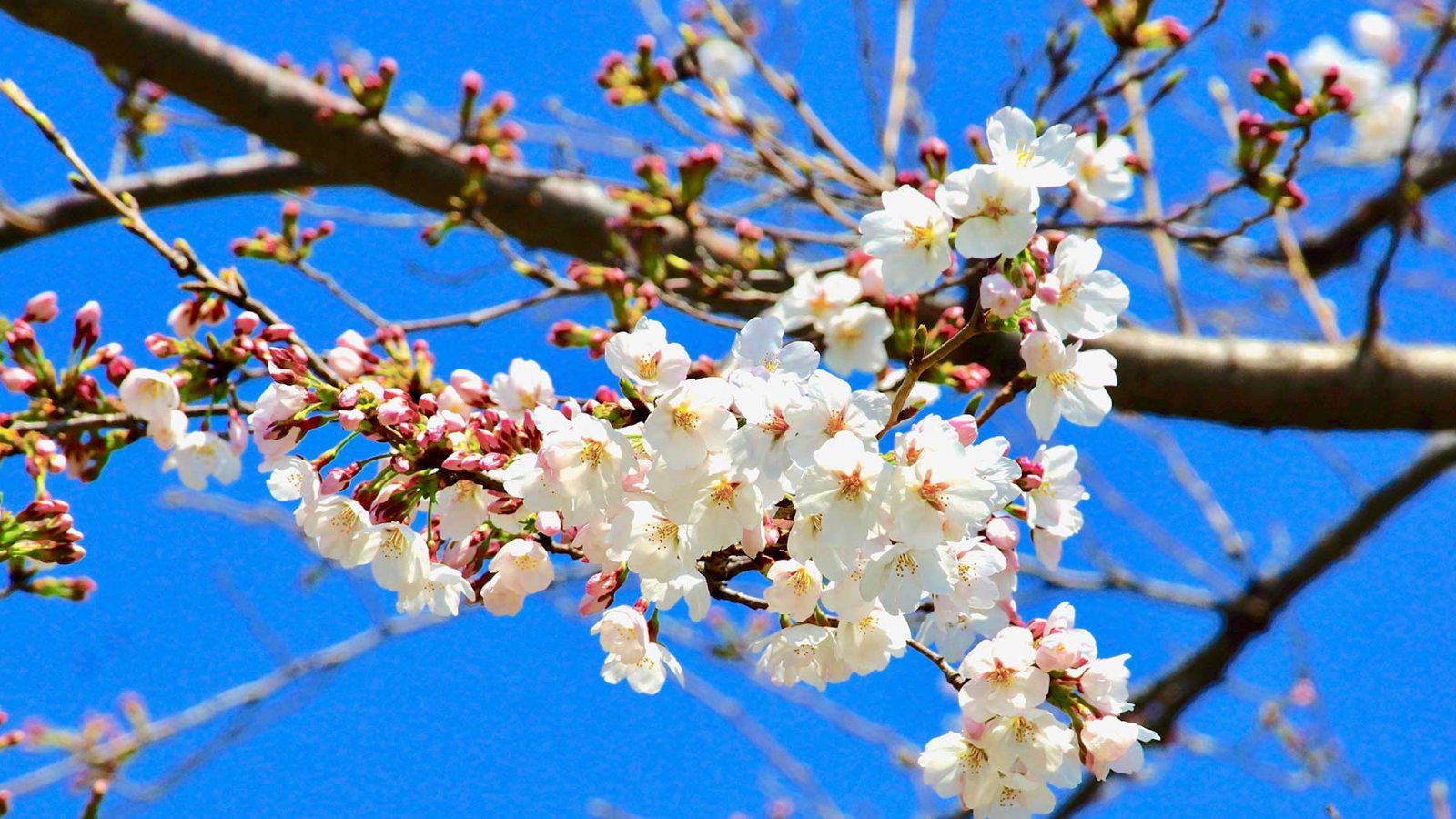 OSIPP-cherry-Blossom