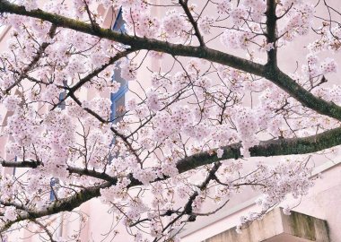 Cherry Blossom Osaka University Hall