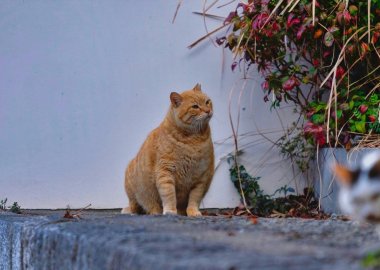 The fattest feral cat on campus