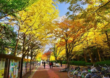 Autumn on General Education Main Street, Toyonaka Campus
