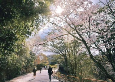 Ishibashi Entrance in spring, Toyonaka Campus