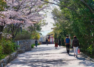 Springtime on the Handai Slope, Toyonaka Campus