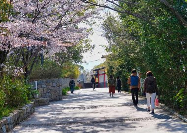 Springtime Handai Slope Toyonaka Campus