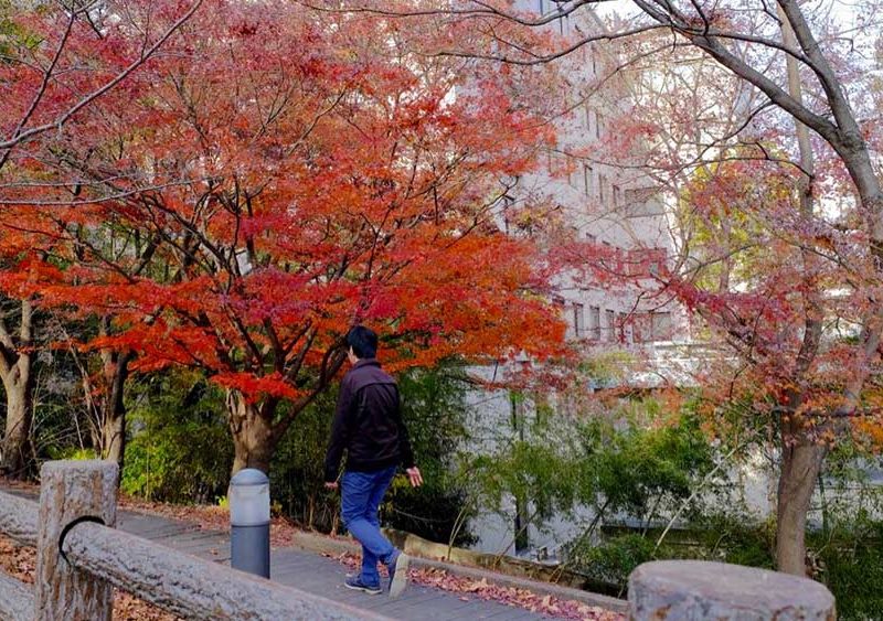 OU-Toyonaka-campus-red-leaves